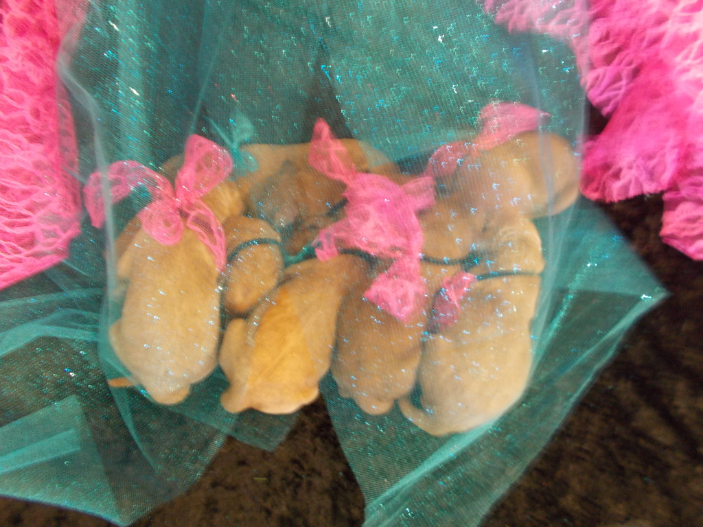 Goldendoodle Puppies