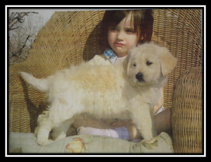 Miniature Goldendoodle