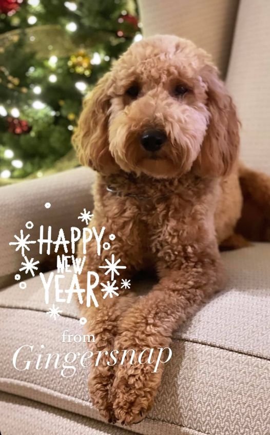 Mini F1B Goldendoodle