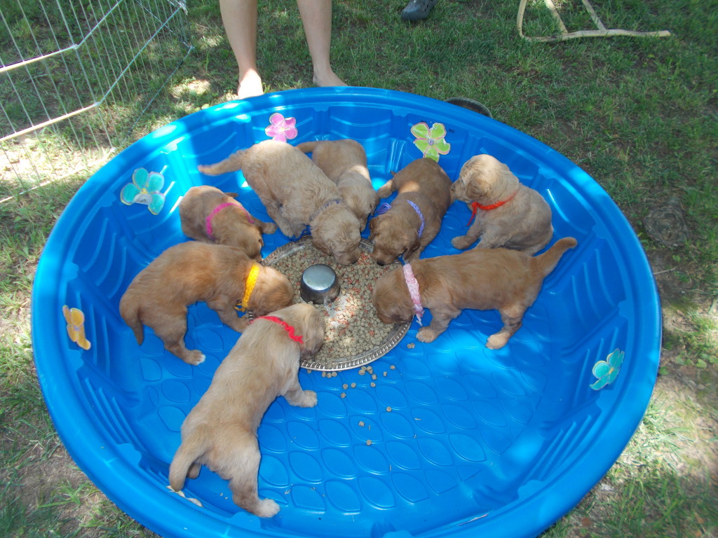 Goldendoodles- 4 weeks old