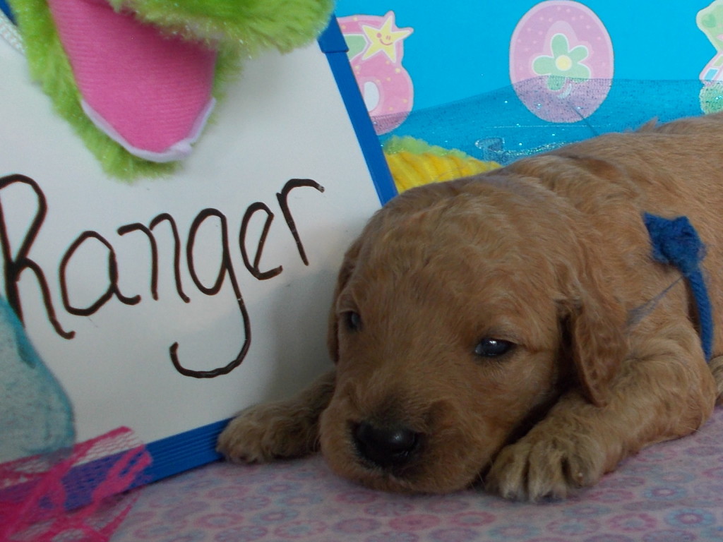 Goldendoodle Puppies
