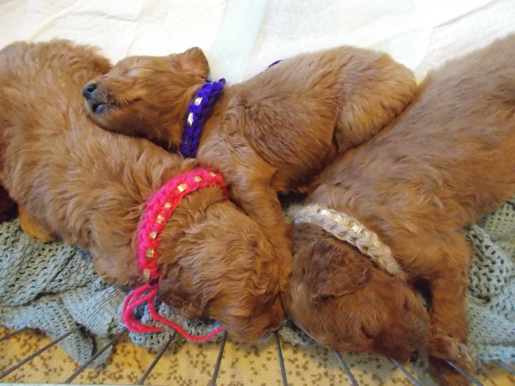 Goldendoodle Dandies- 4 weeks old.