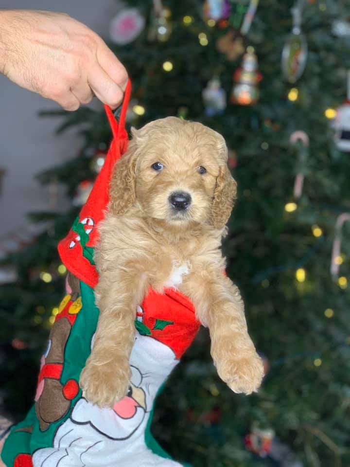 English cream goldendoodle