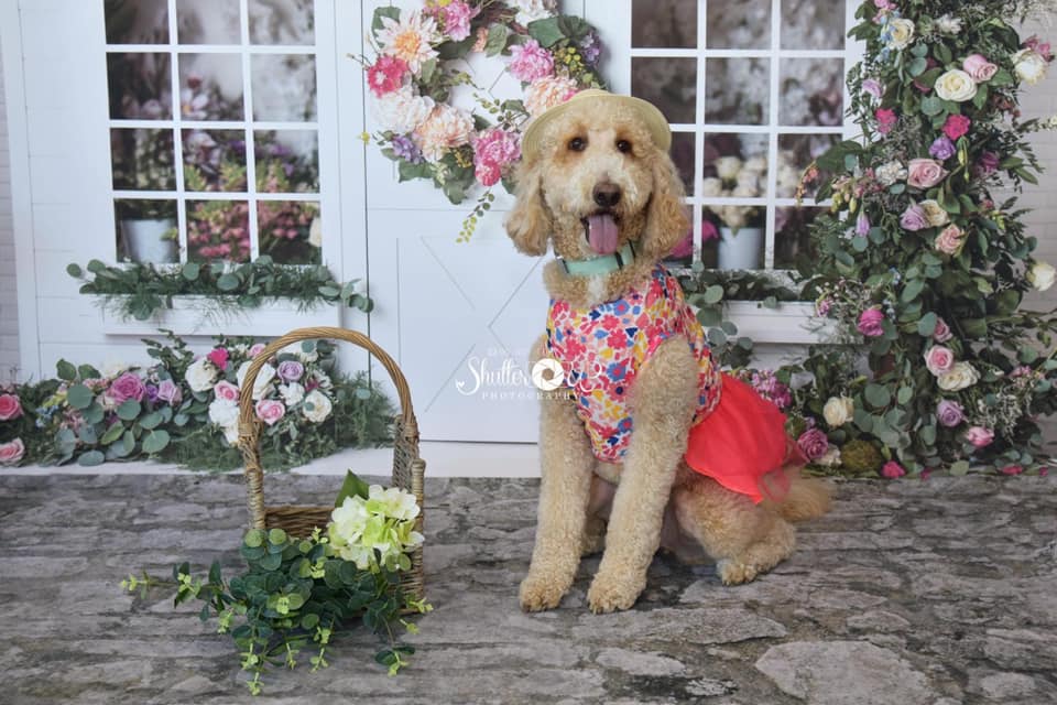 F1B Tuxedo Goldendoodle