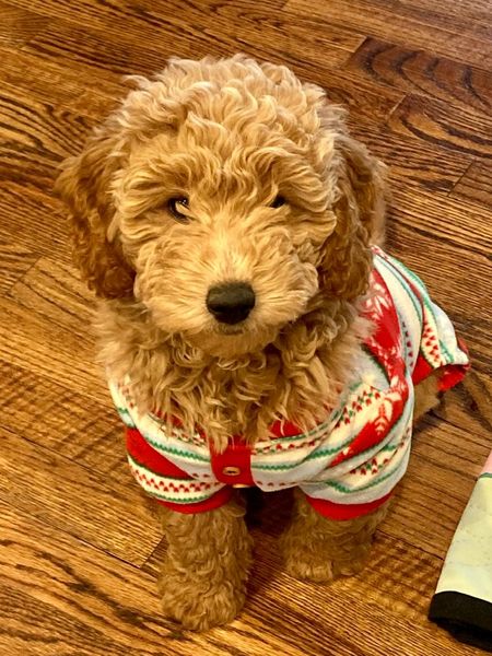 F1B mini goldendoodle