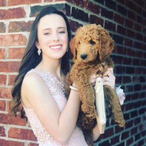 Miniature Goldendoodles